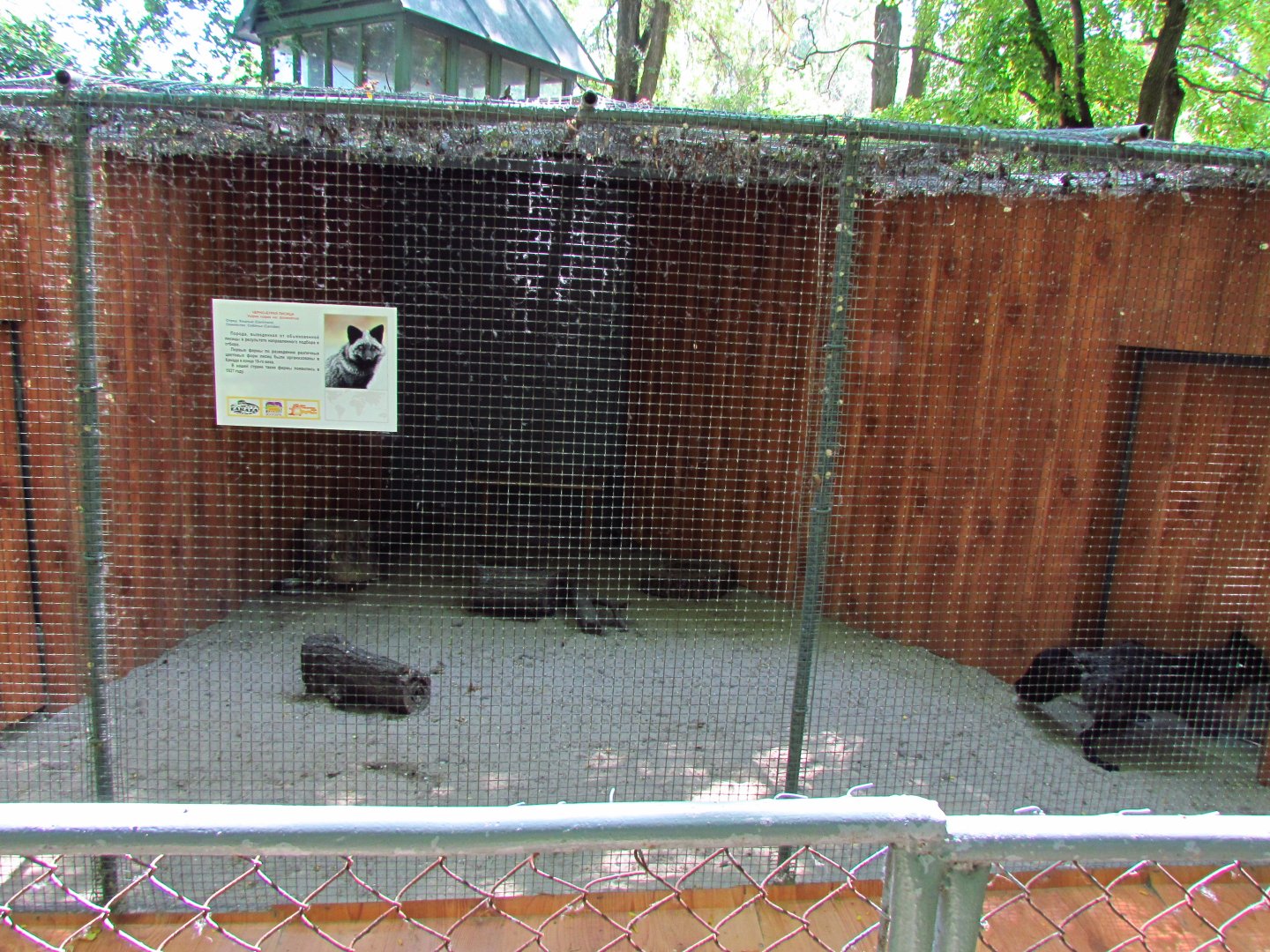 Silver fox exhibit