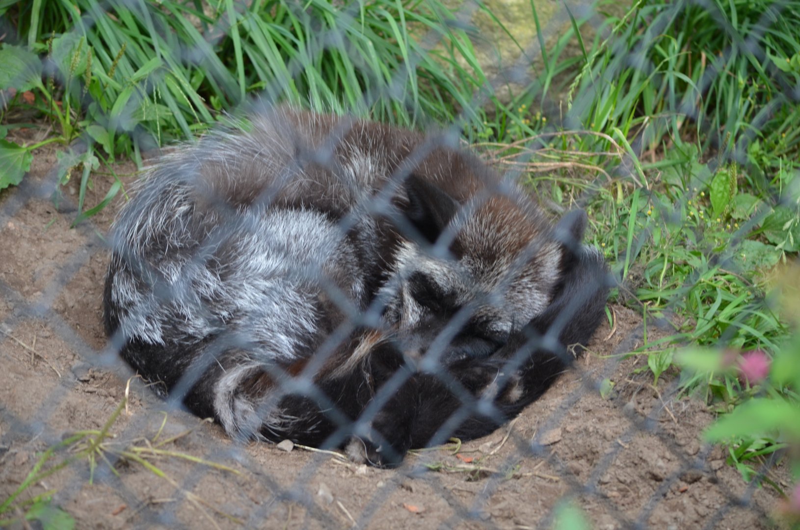 Silver Fox (Labeled as Arctic Fox)