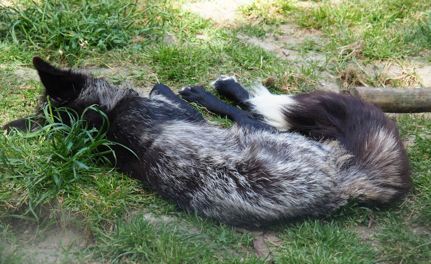 Silver fox (Vulpes vulpes), 2019-06-01