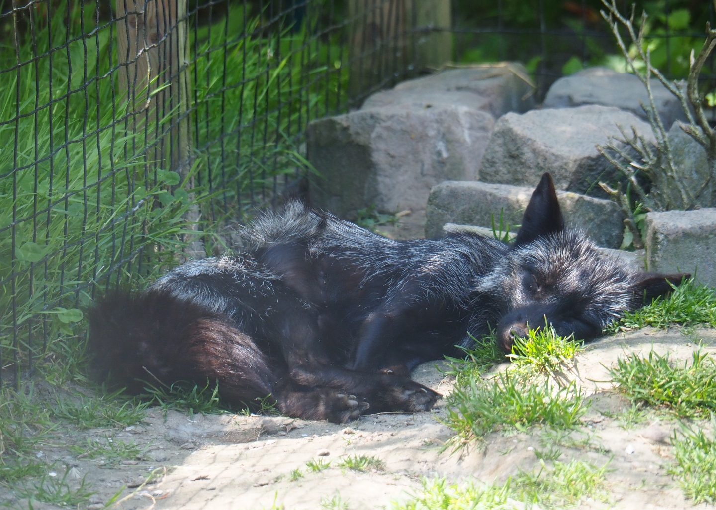 Silver fox (Vulpes vulpes), 2019-06-01