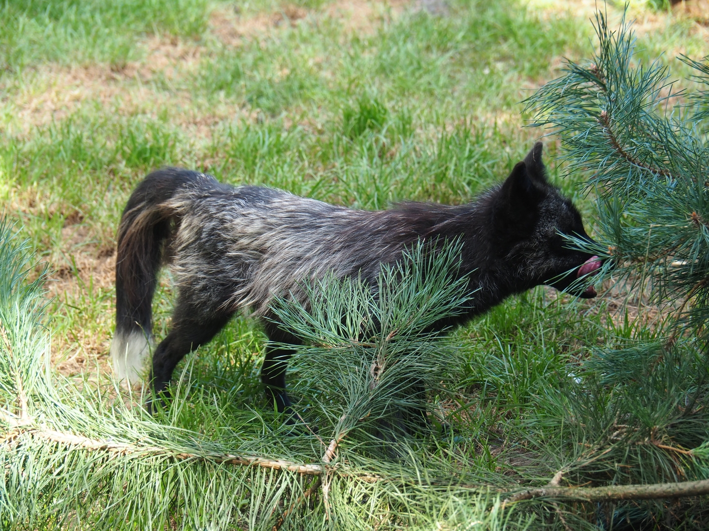 Silver fox (Vulpes vulpes)