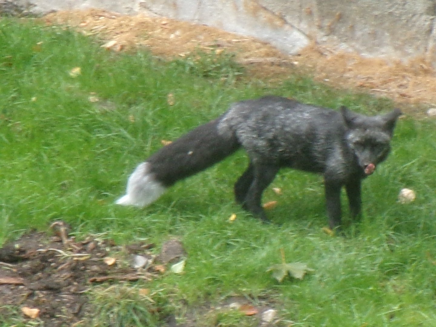 Silver fox