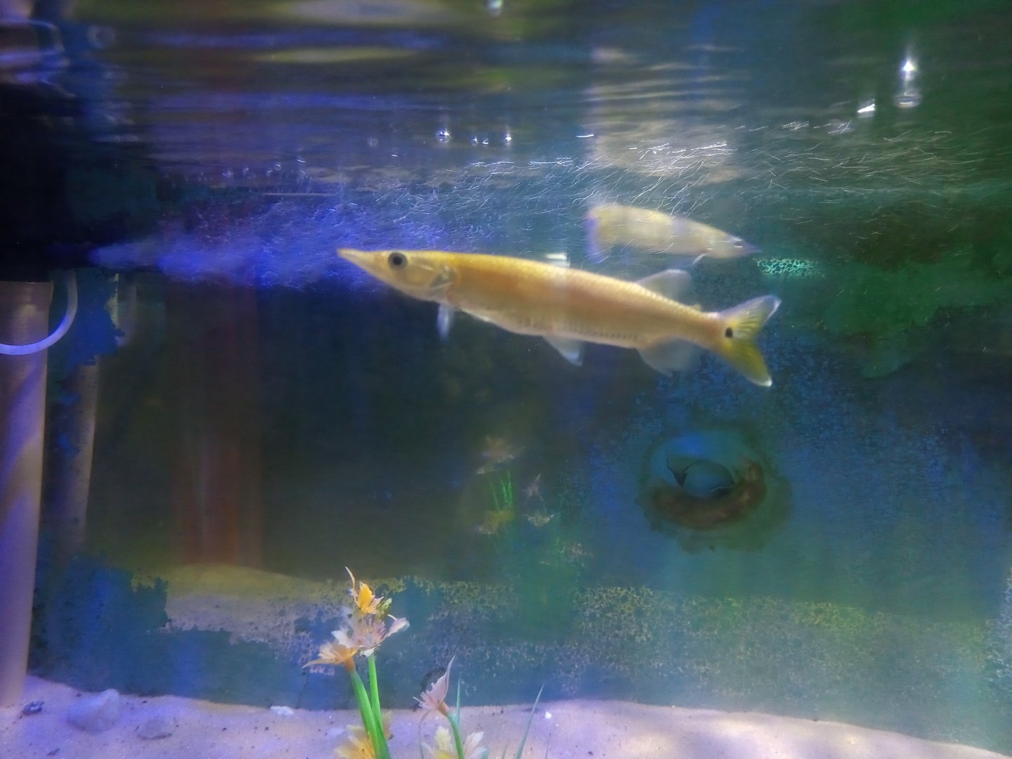 Silver gar ( ctenolucius hujeta )