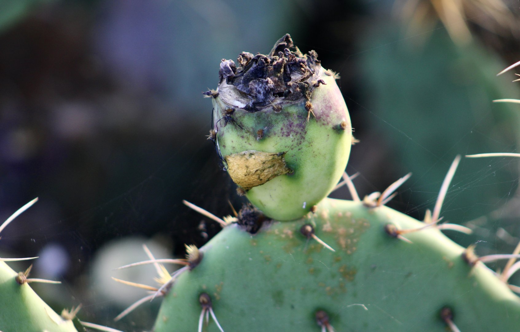 Silver Garden Orbweaver (Argiope argentata) egg sac