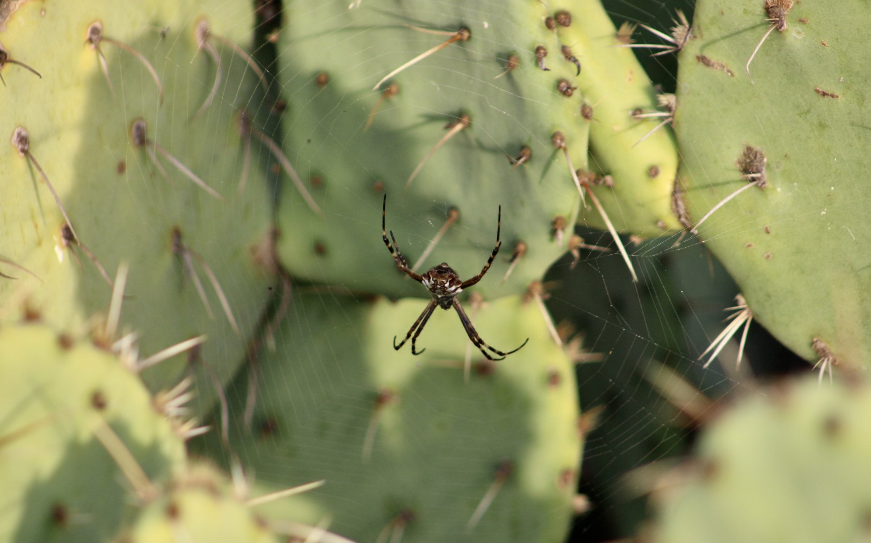 Silver Garden Orbweaver (Argiope argentata) - wild on Opuntia