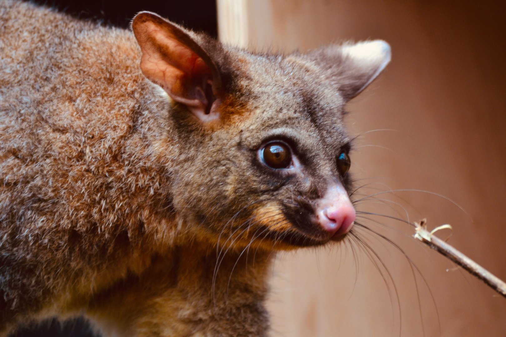 Silver Grey Brush Tail Possum