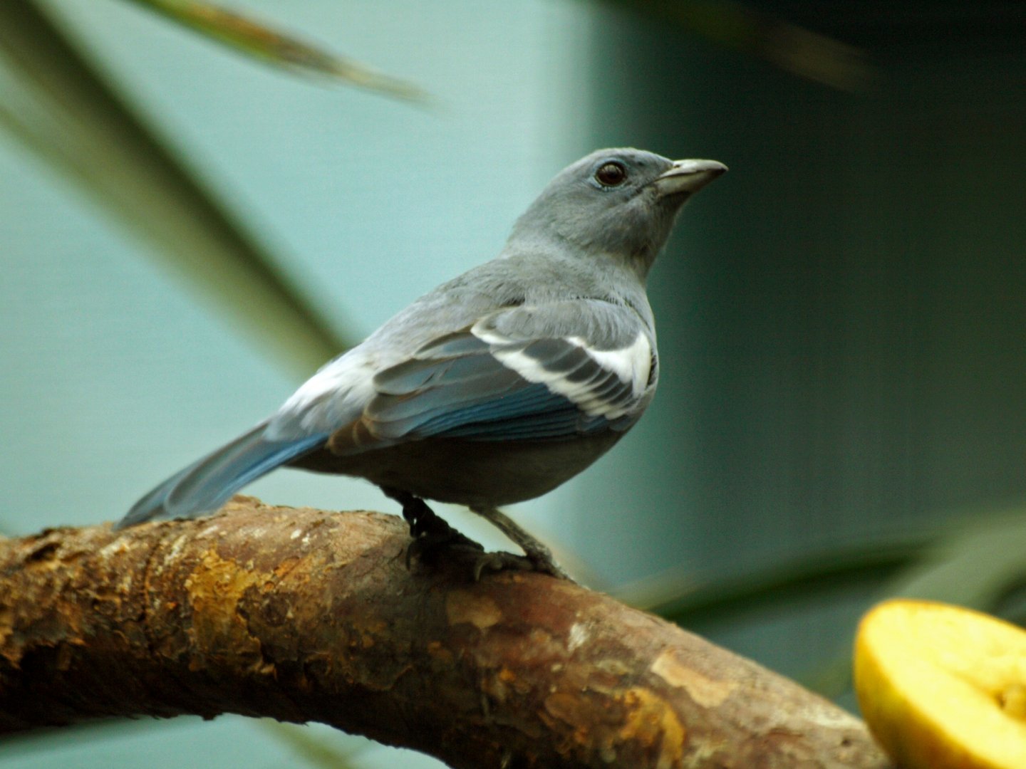 Silver-grey tanager