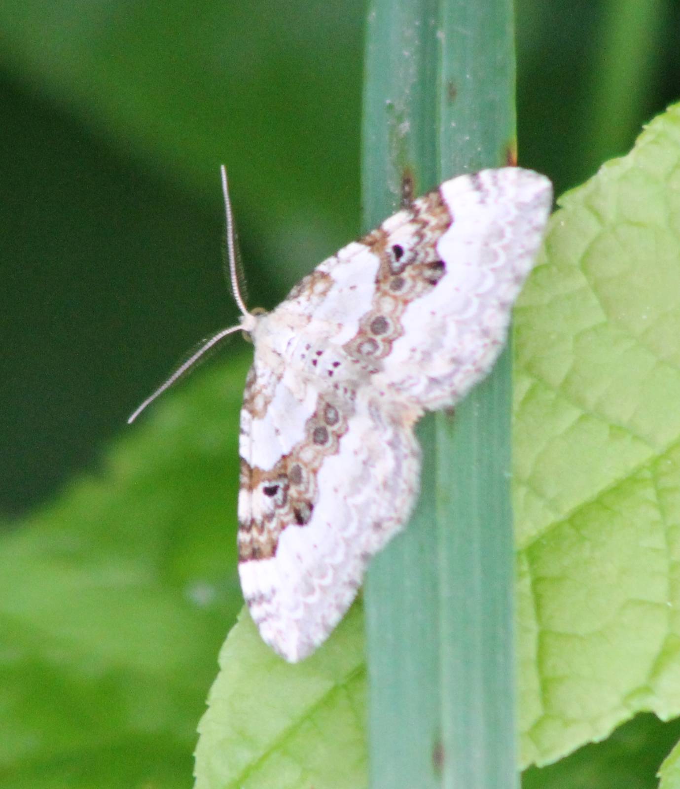 Silver-ground carpet