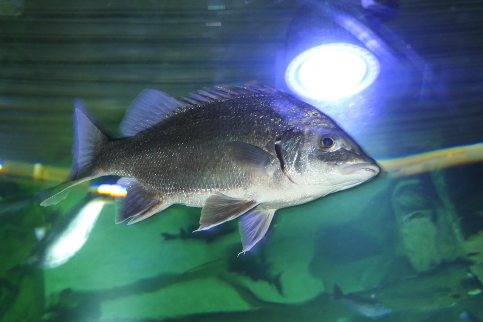 Silver Grunter (Mesopristes argenteus)