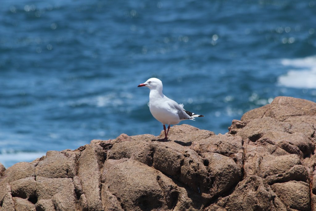 Silver Gull adult