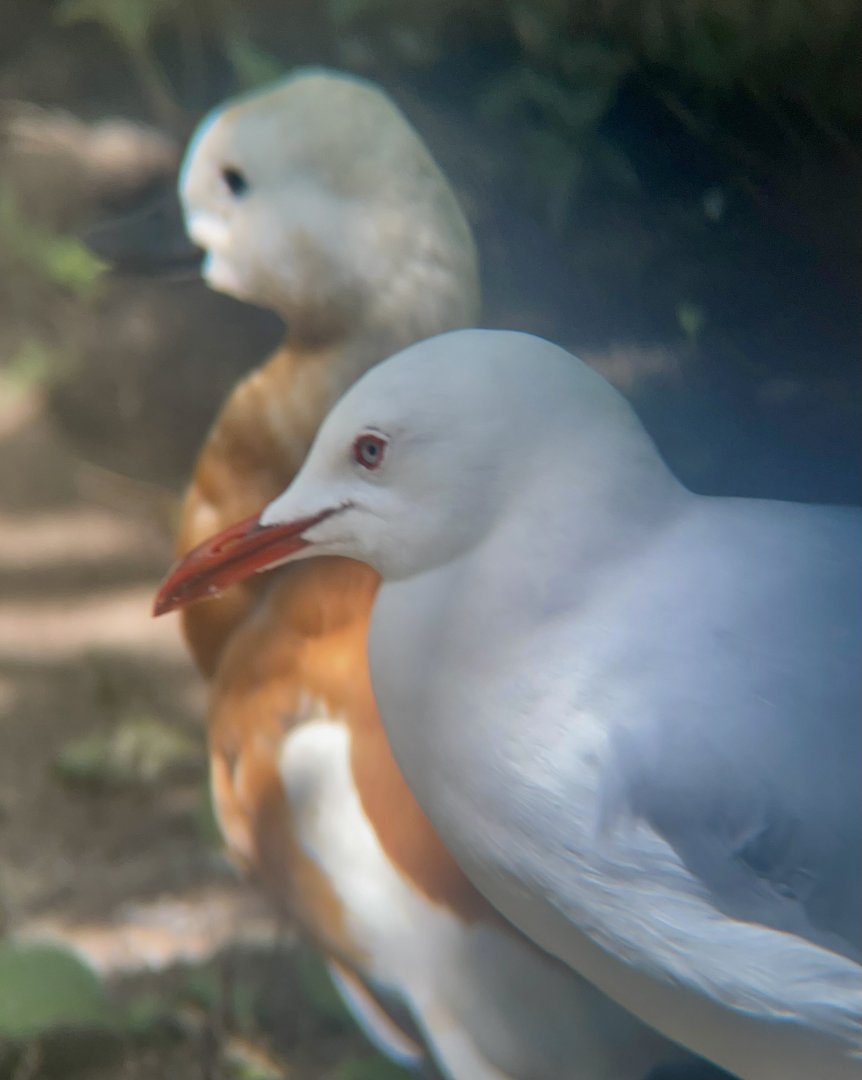 Silver Gull and Ruddy Shelduck