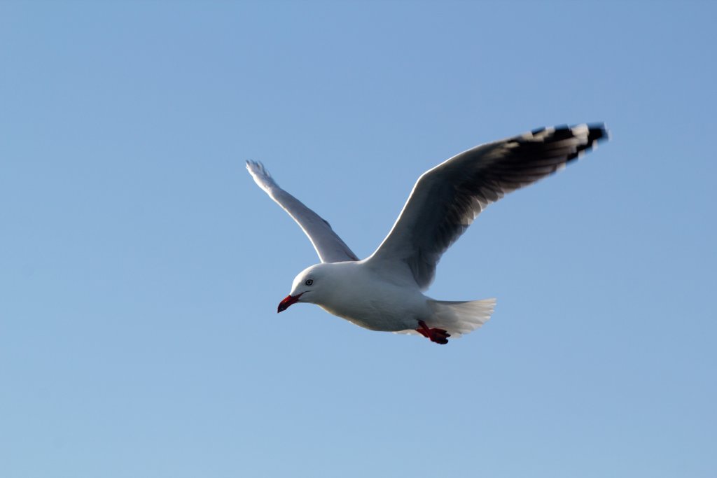 Silver Gull (Chroicephalus novaehollandiae)
