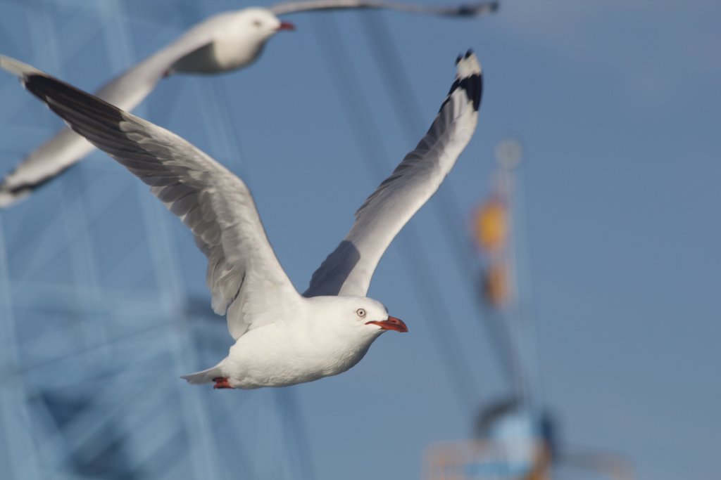 Silver Gull (Chroicephalus novaehollandiae)