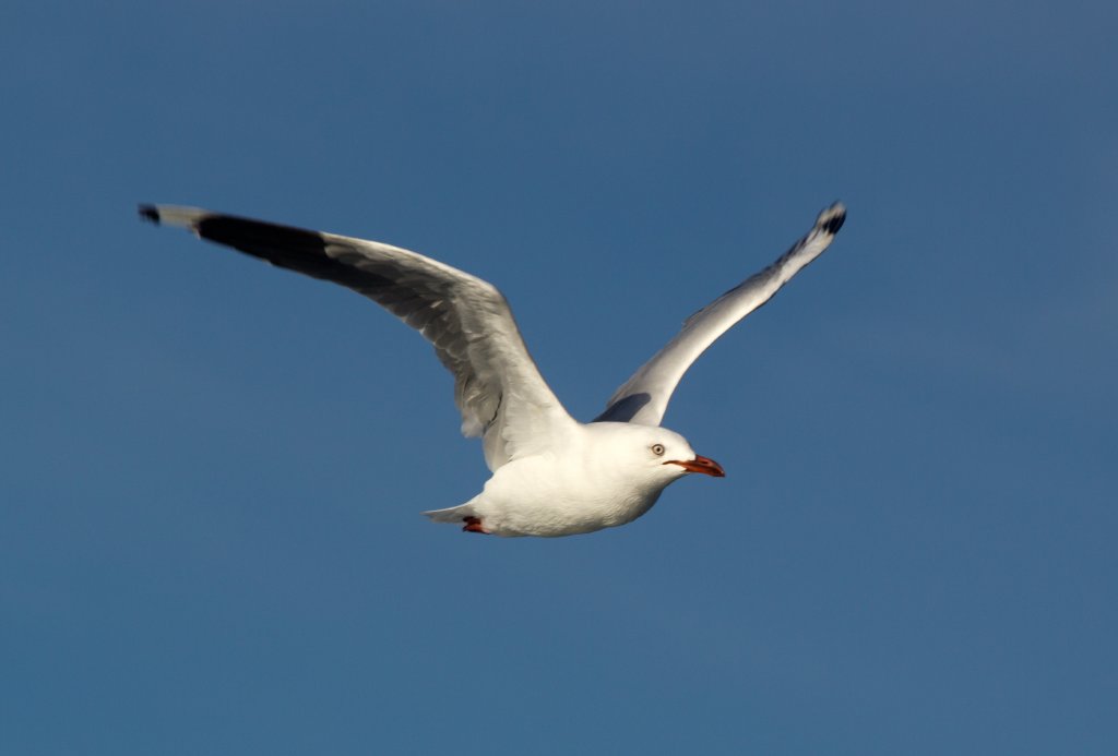 Silver Gull (Chroicephalus novaehollandiae)