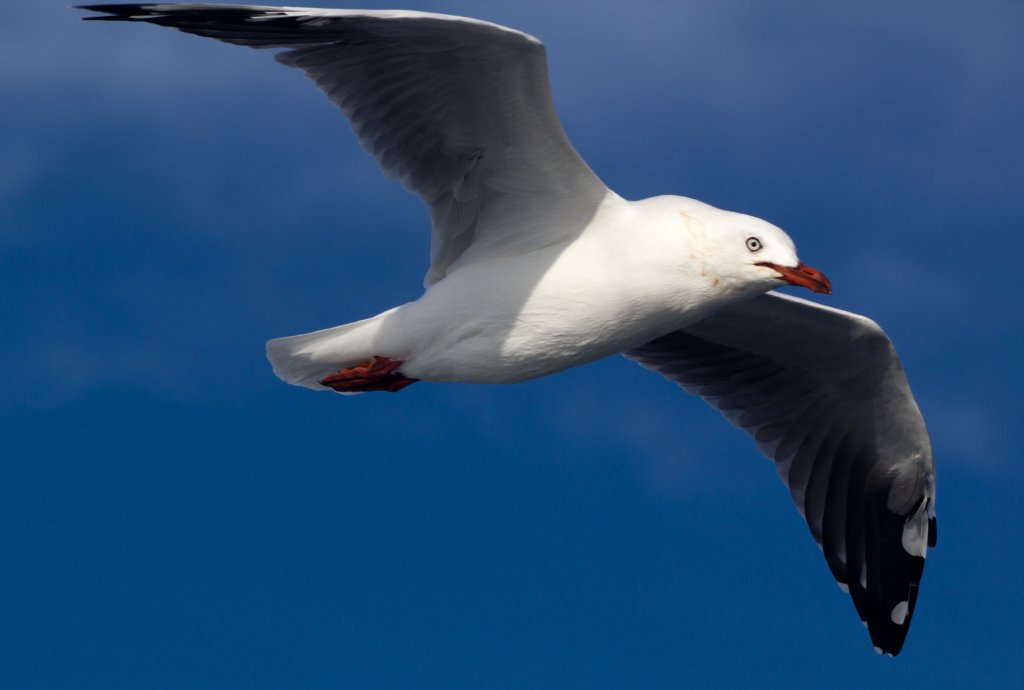 Silver Gull (Chroicephalus novaehollandiae)