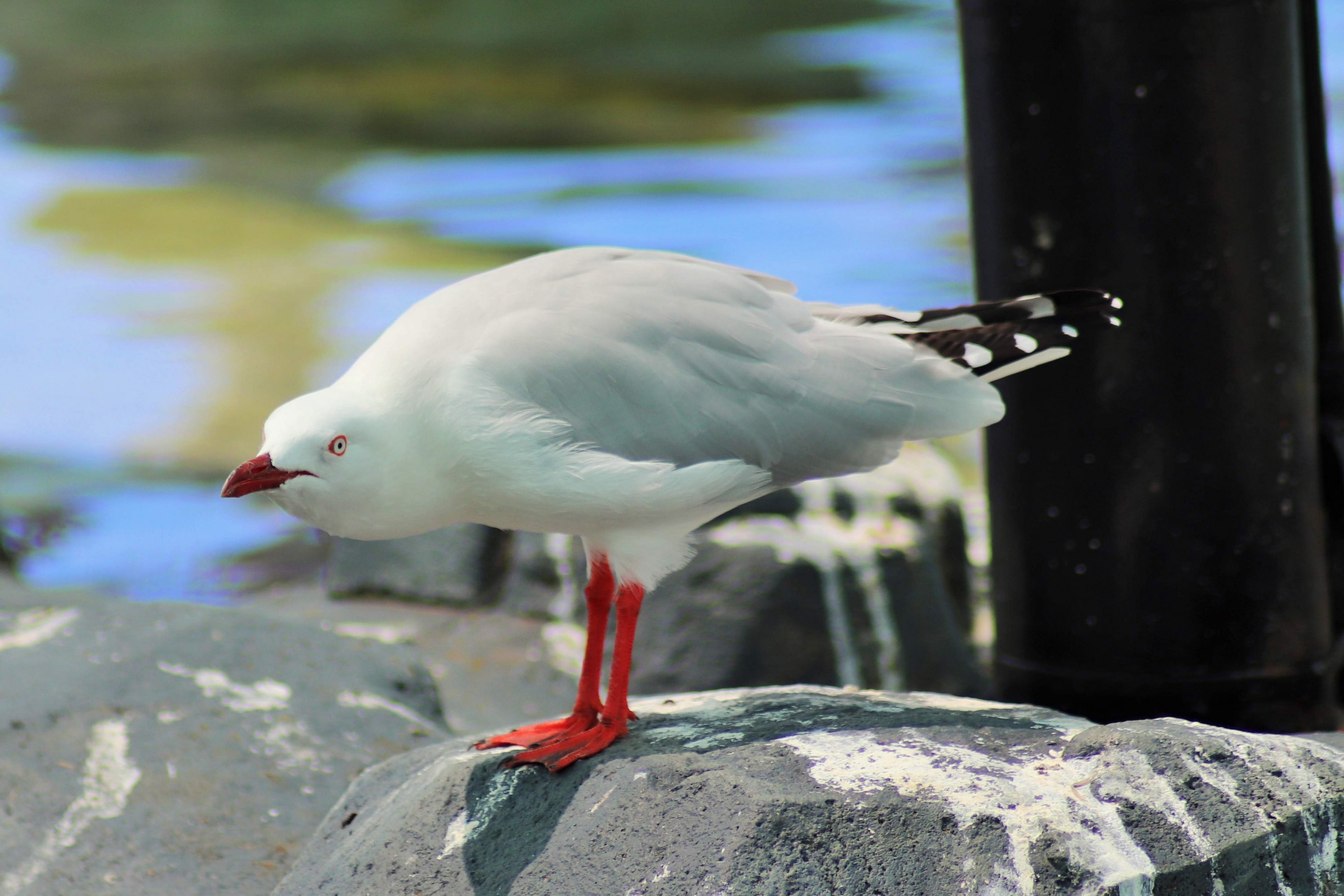 Silver Gull (Chroicocephalus novaehollandiae)