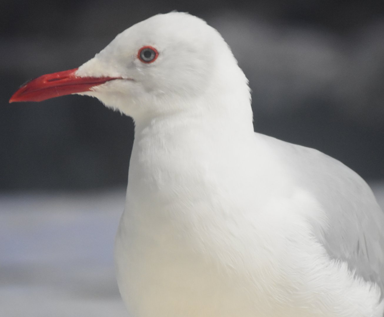 Silver Gull (Chroicocephalus novaehollandiae)