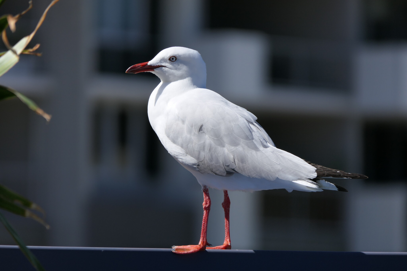 Silver Gull (Chroicocephalus novaehollandiae)