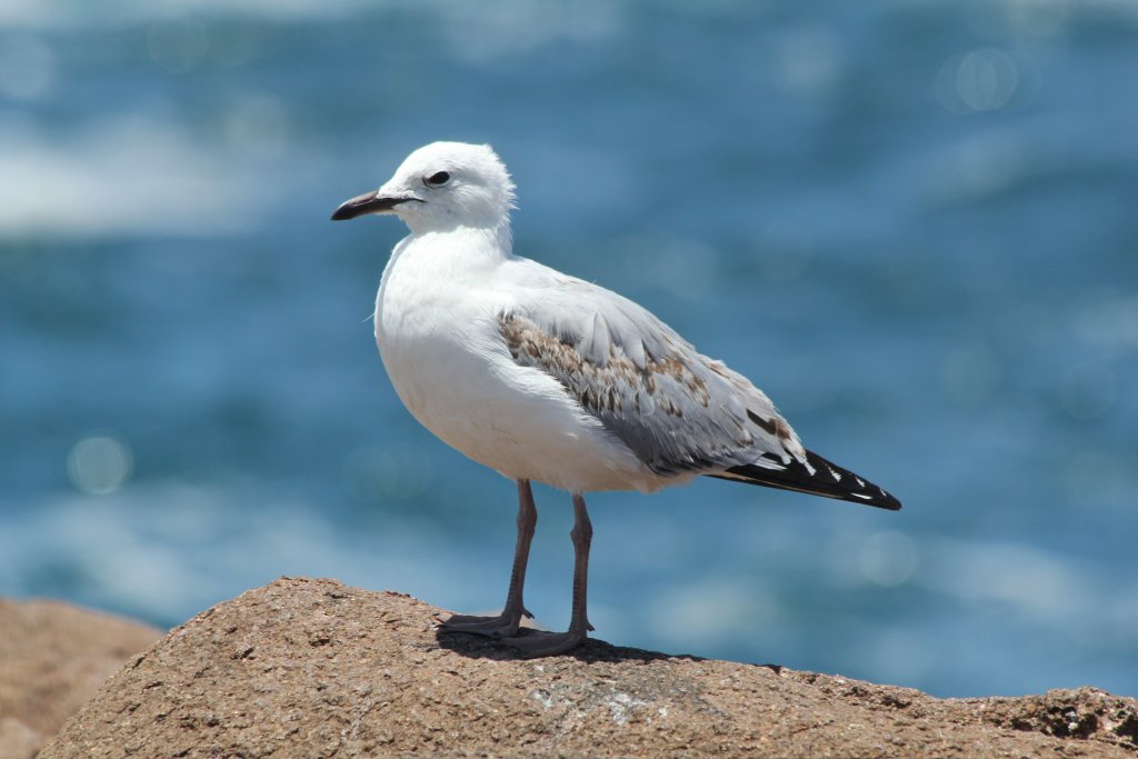Silver Gull juvenile