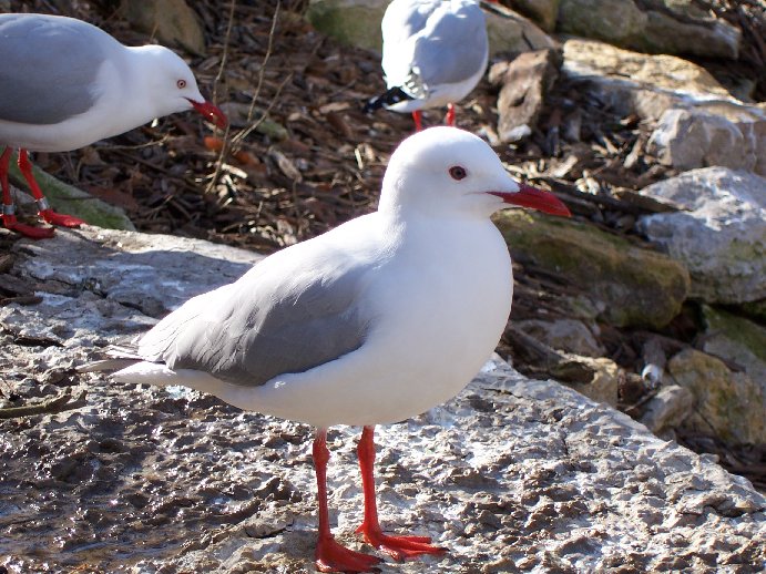 Silver Gull (Larus novaehollandiae)