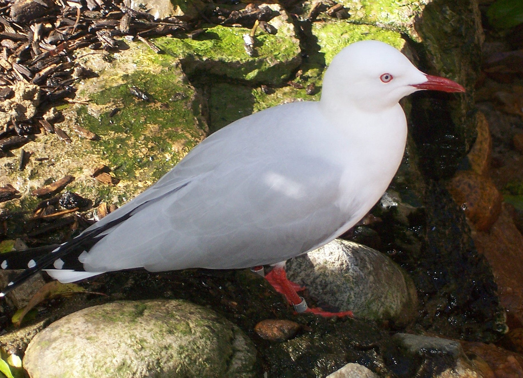 Silver Gull (Larus novaehollandiae)