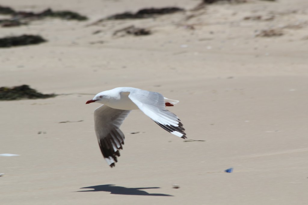Silver Gull