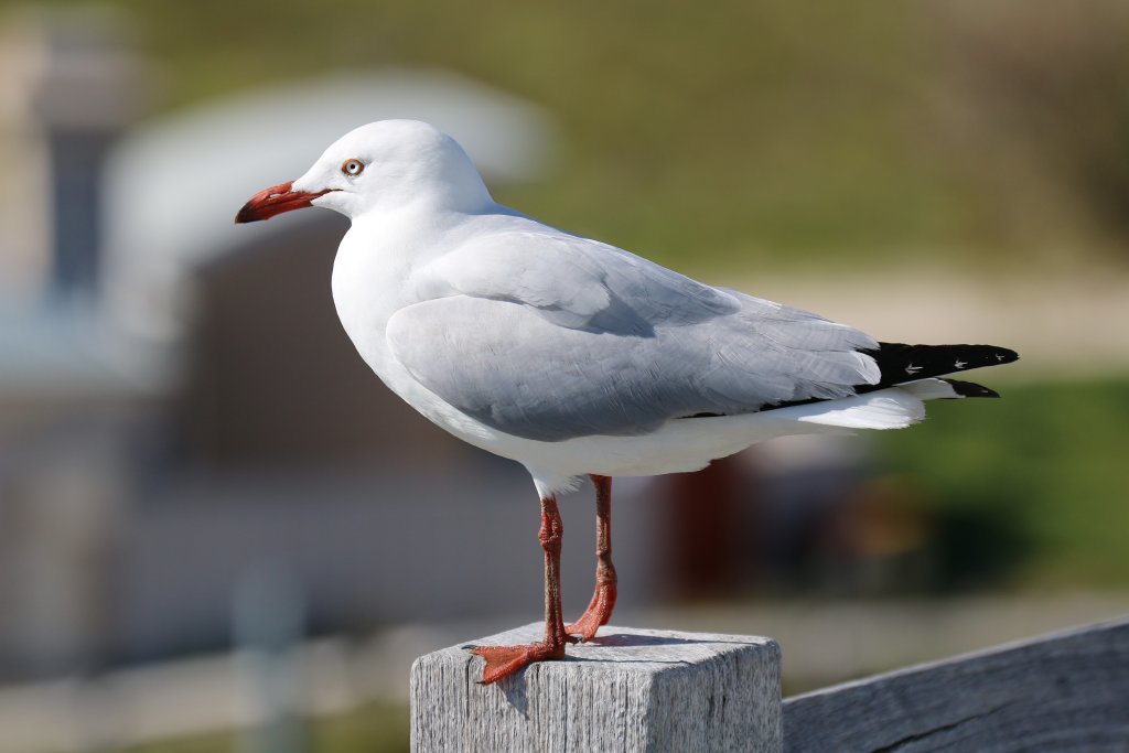 Silver Gull