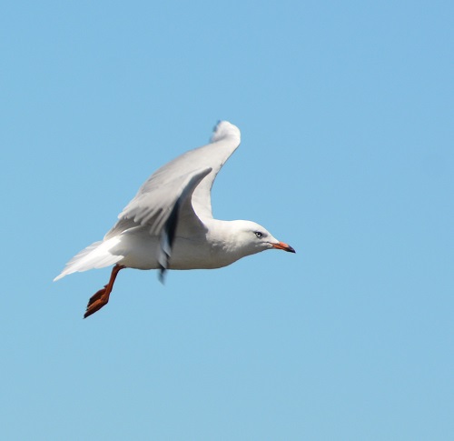 Silver gull.