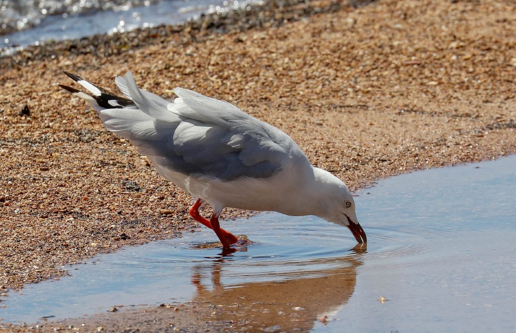 Silver Gull