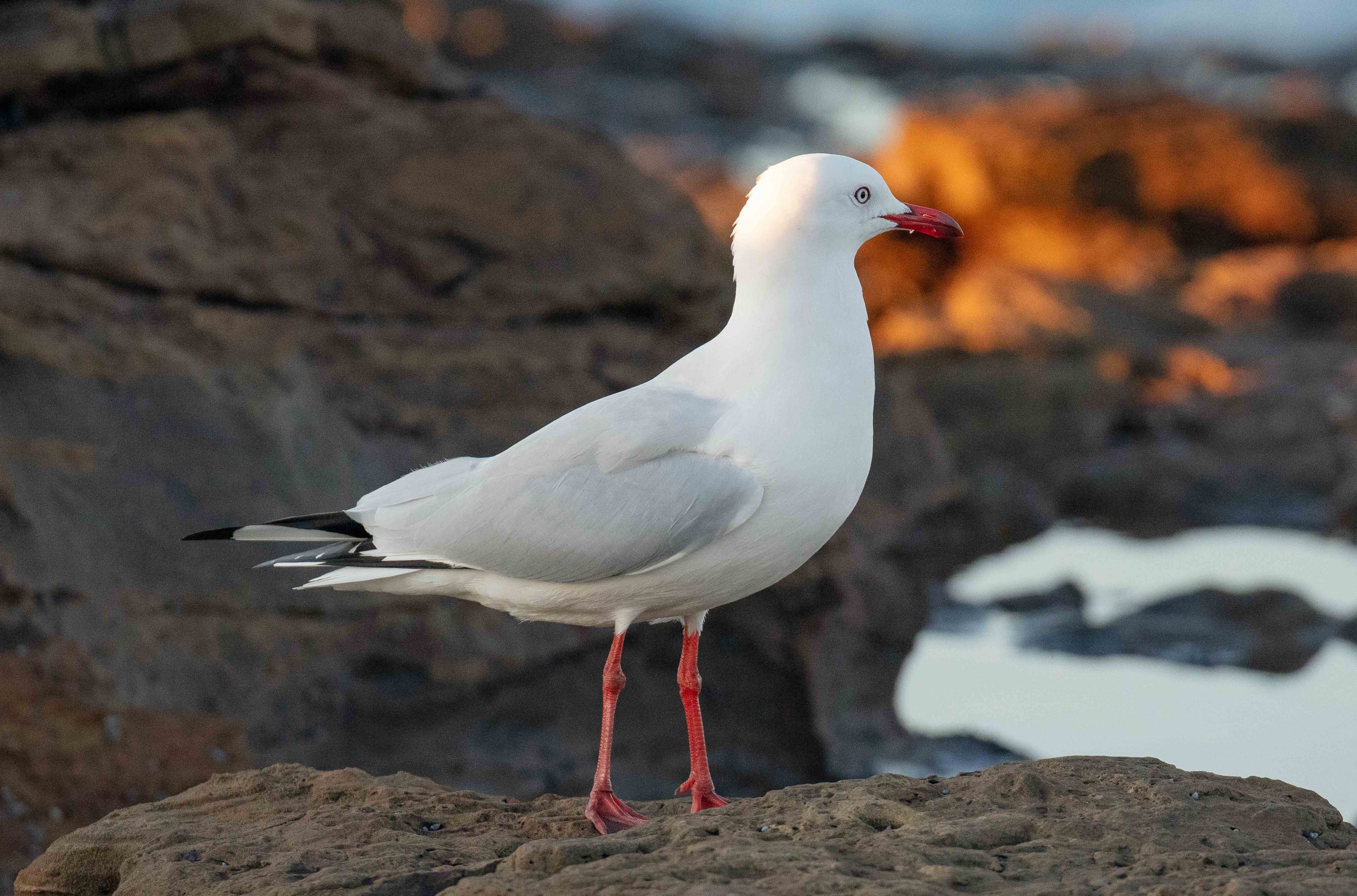 Silver Gull