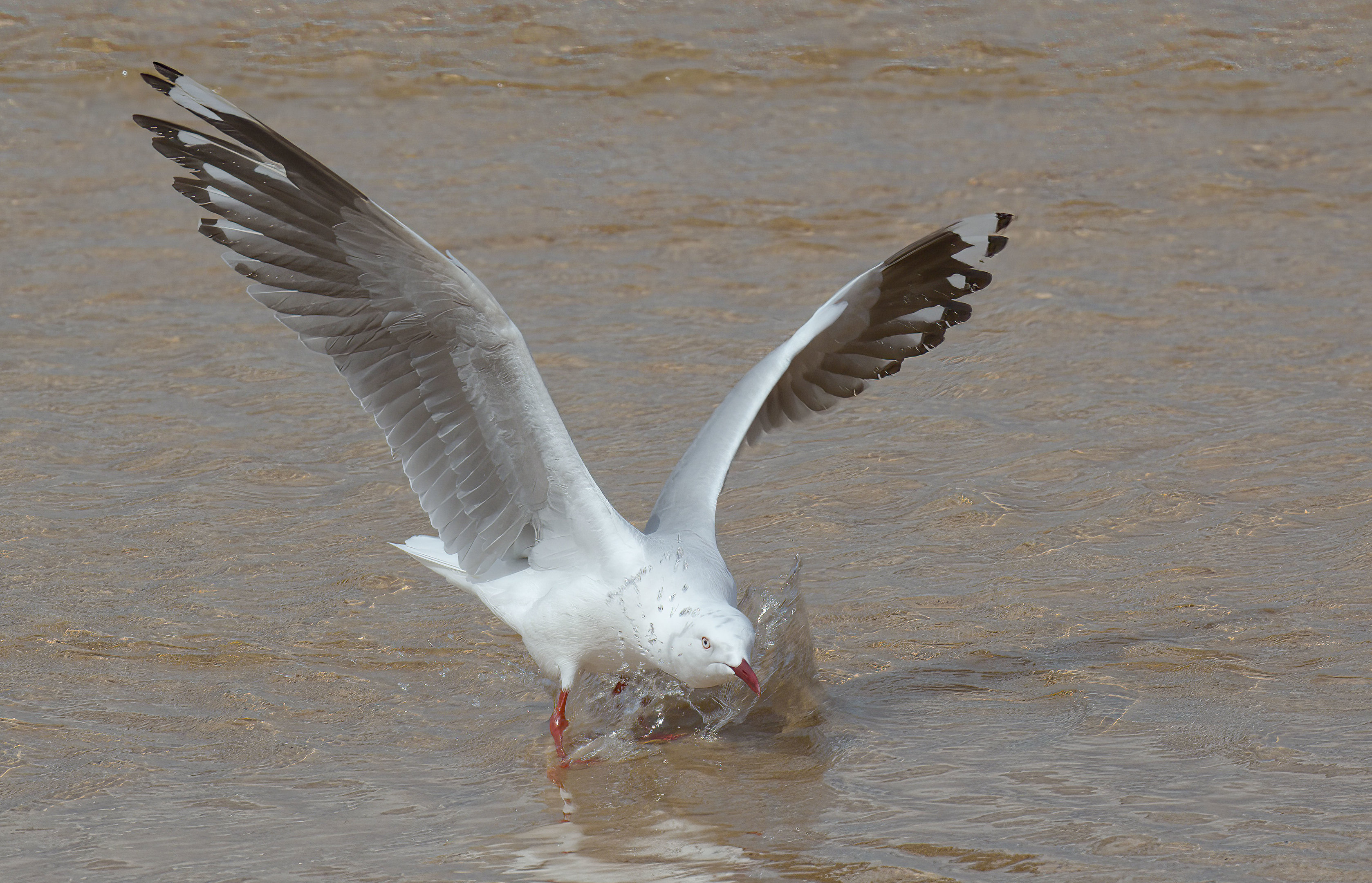 Silver Gull