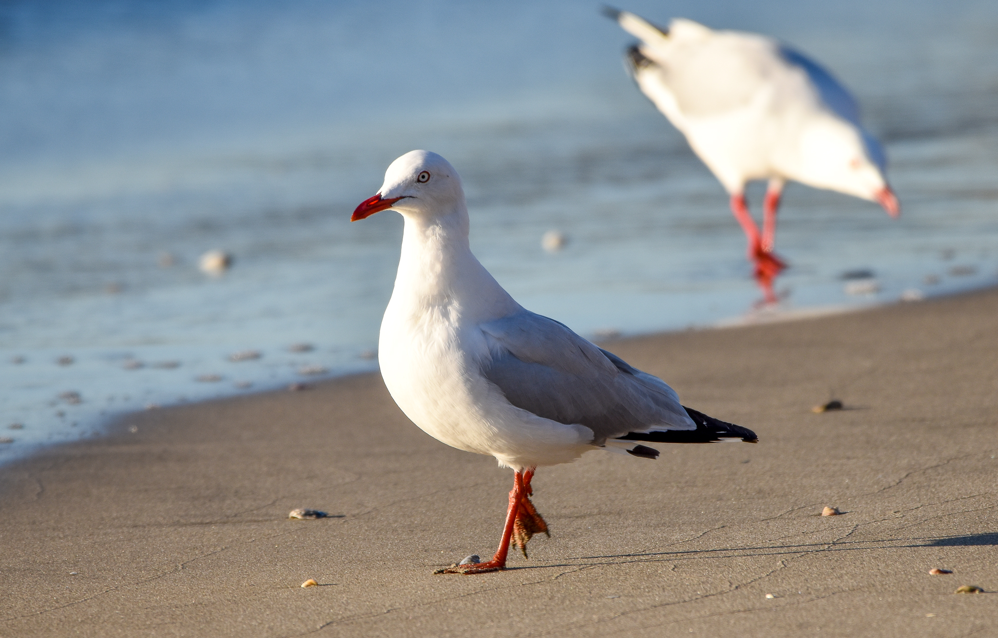 Silver Gull