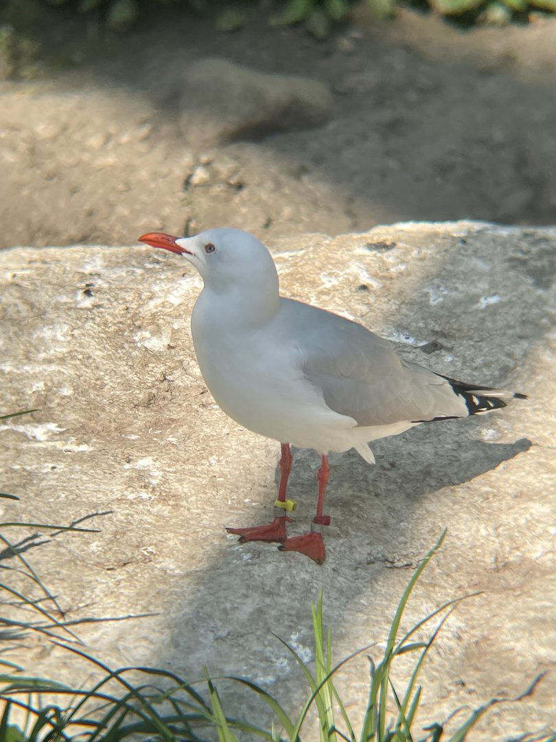 Silver Gull