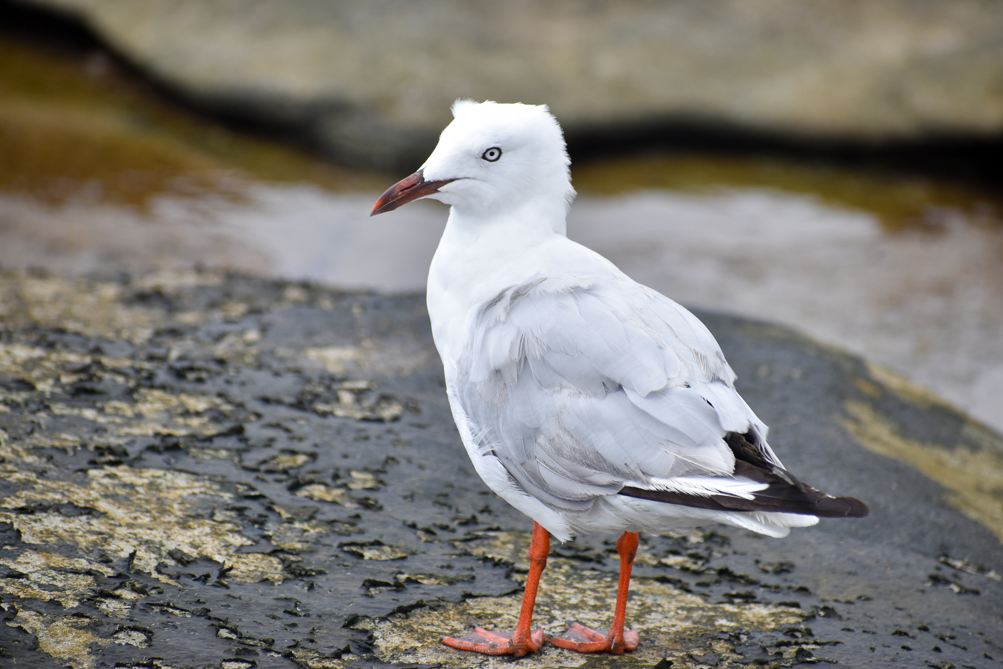 Silver Gull