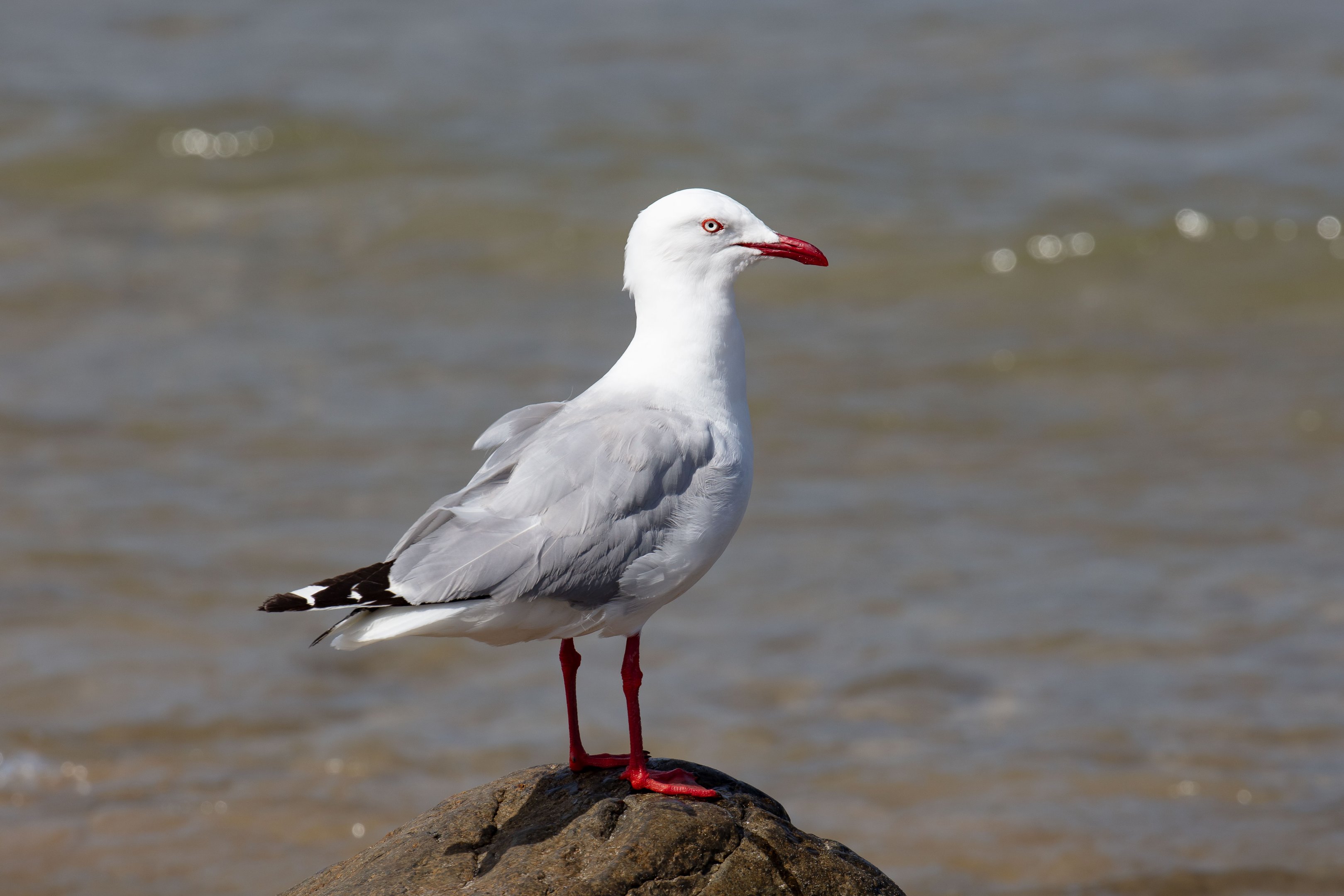 Silver Gull