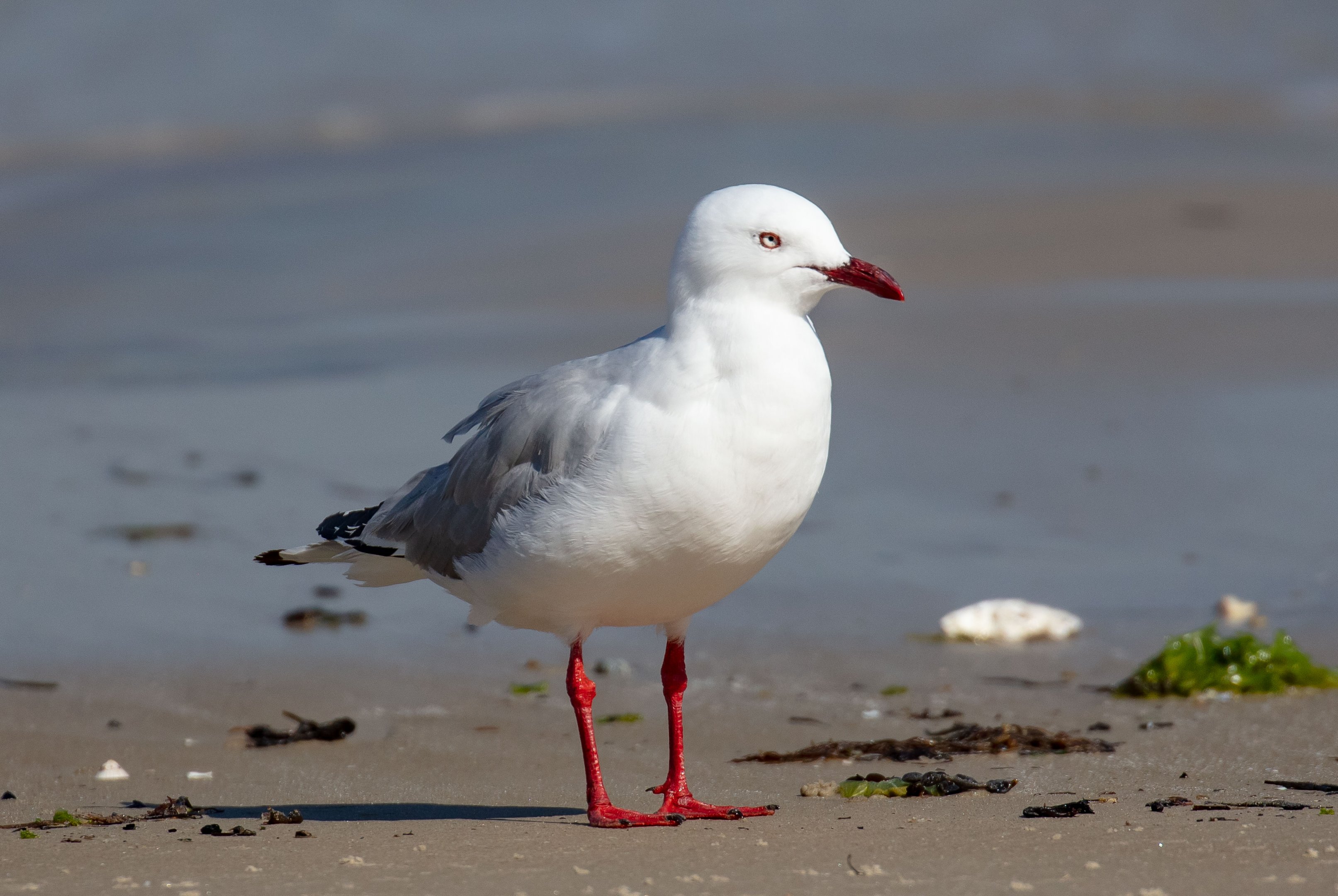 Silver Gull