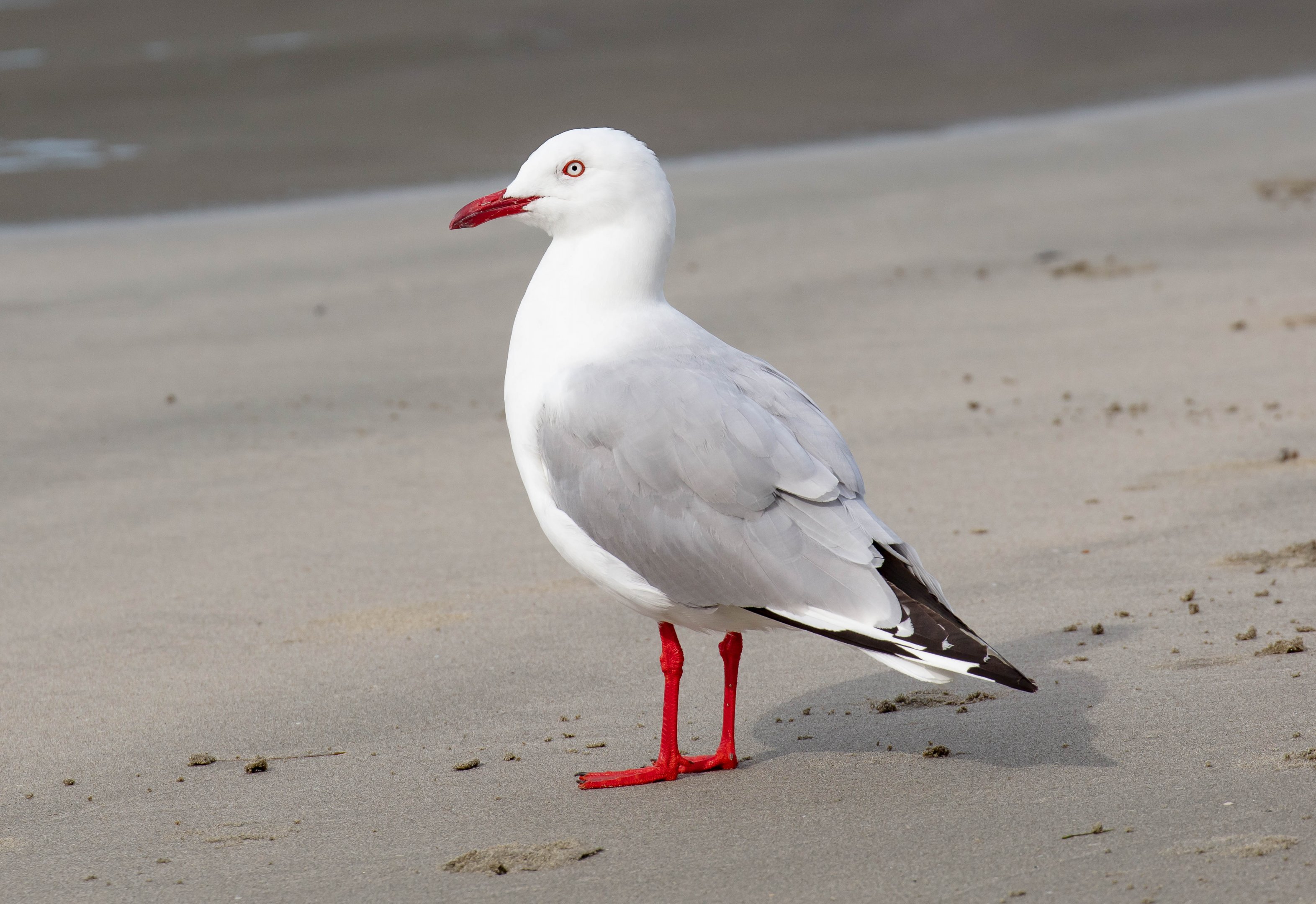 Silver Gull