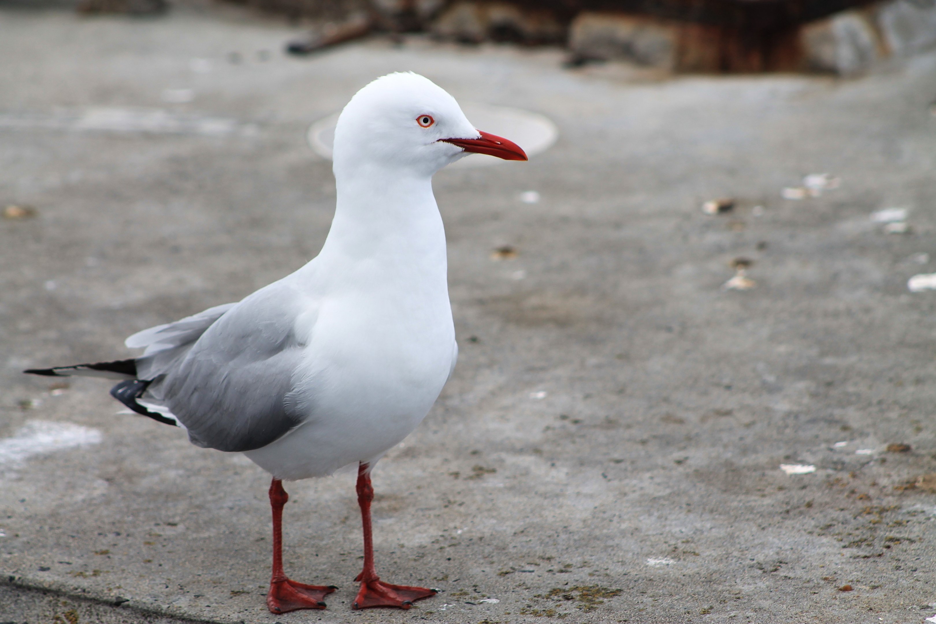 Silver Gull