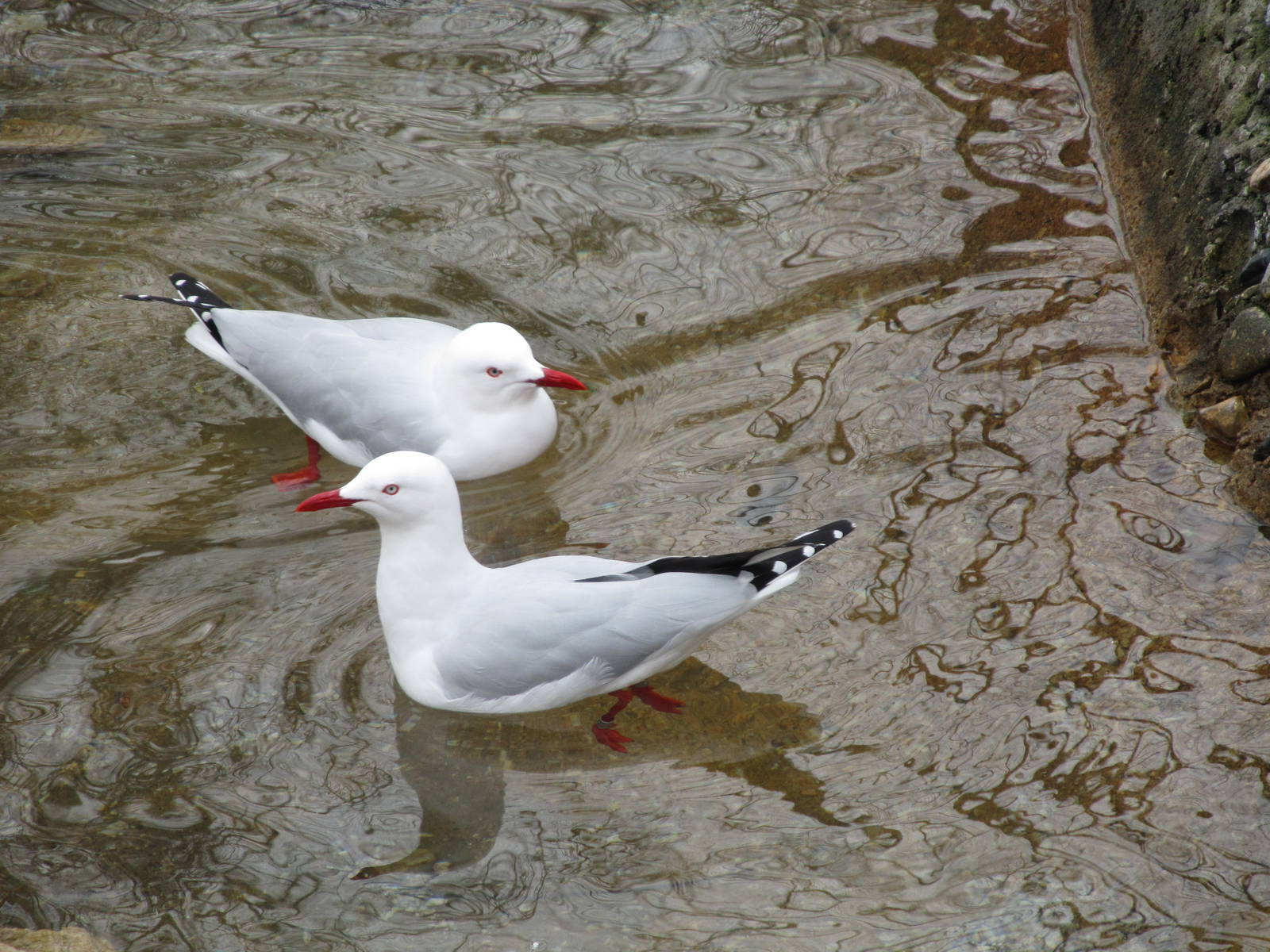 Silver Gulls