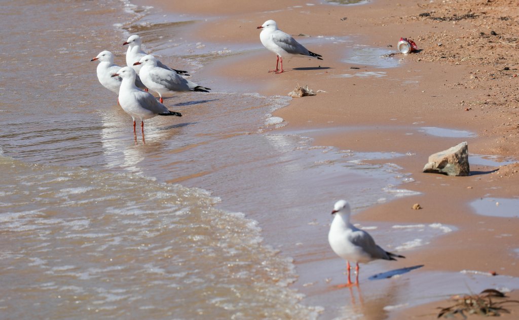 Silver Gulls