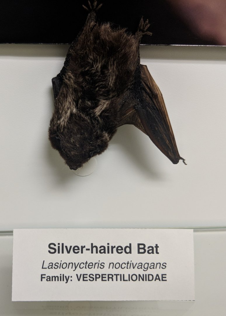 Silver haired bat (Lasionycteris noctivagans)