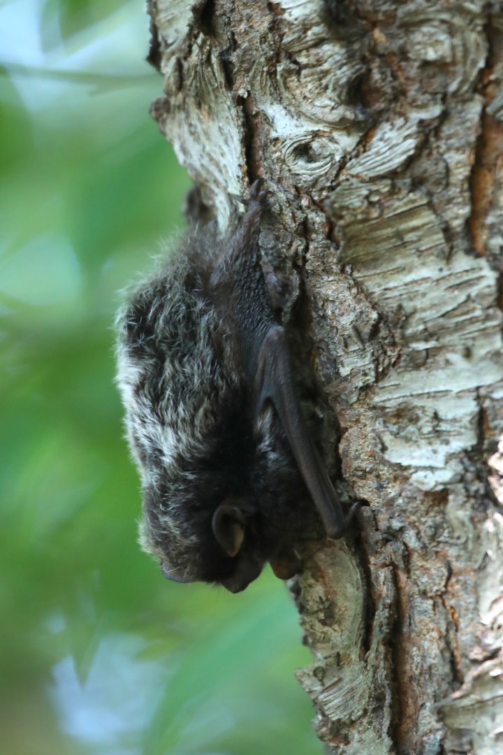 silver-haired bat (Lasionycteris noctivagans)