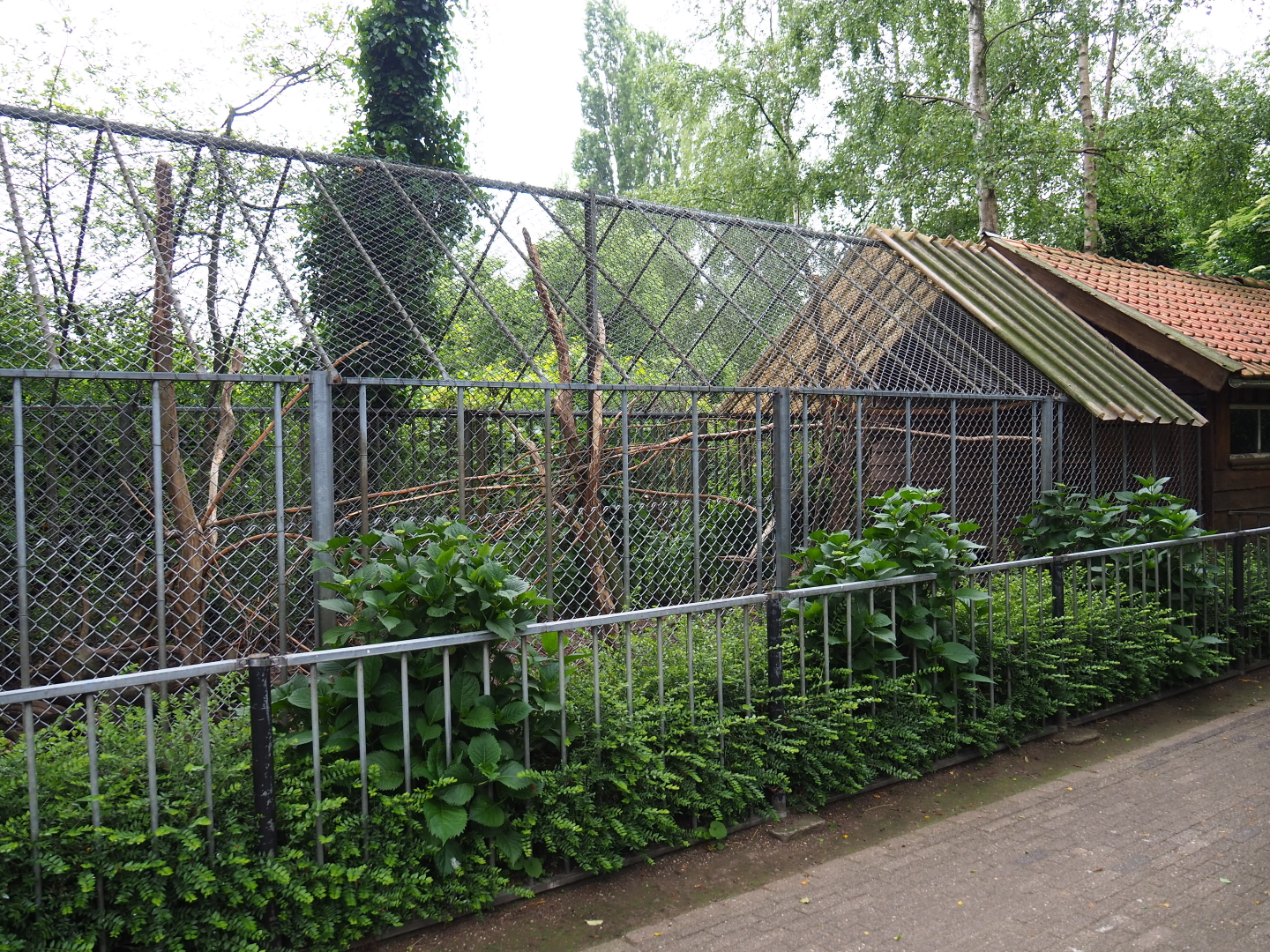 Silver-laced chicken exhibit, 2019-05-25