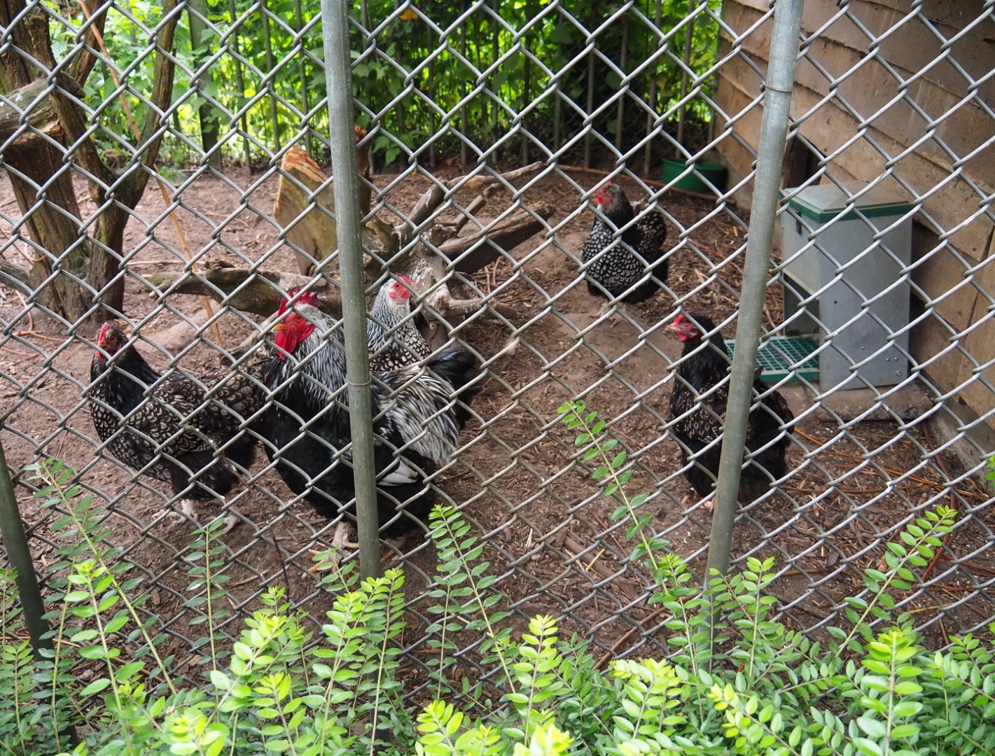 Silver-laced chickens (Gallus gallus domesticus), 2019-05-25
