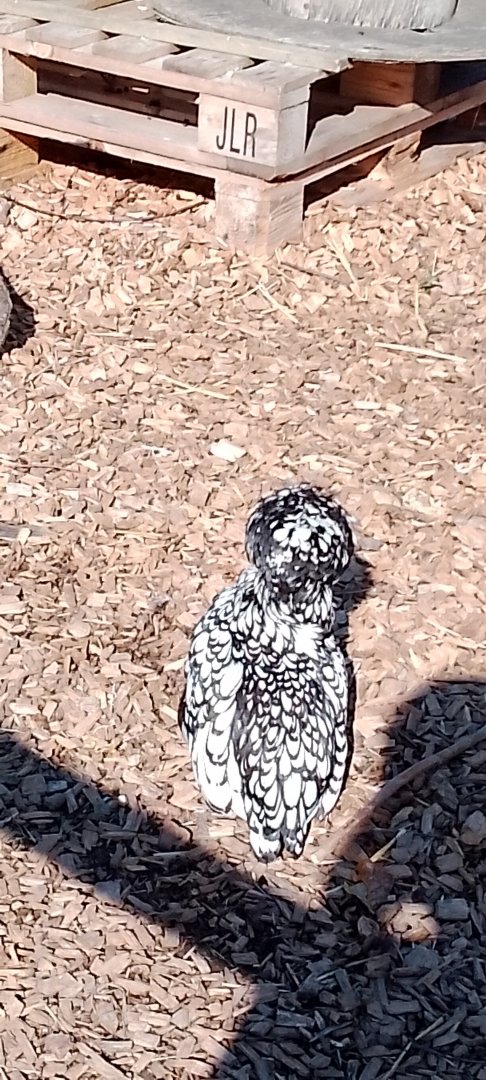 Silver Laced Polish Bantam Hen