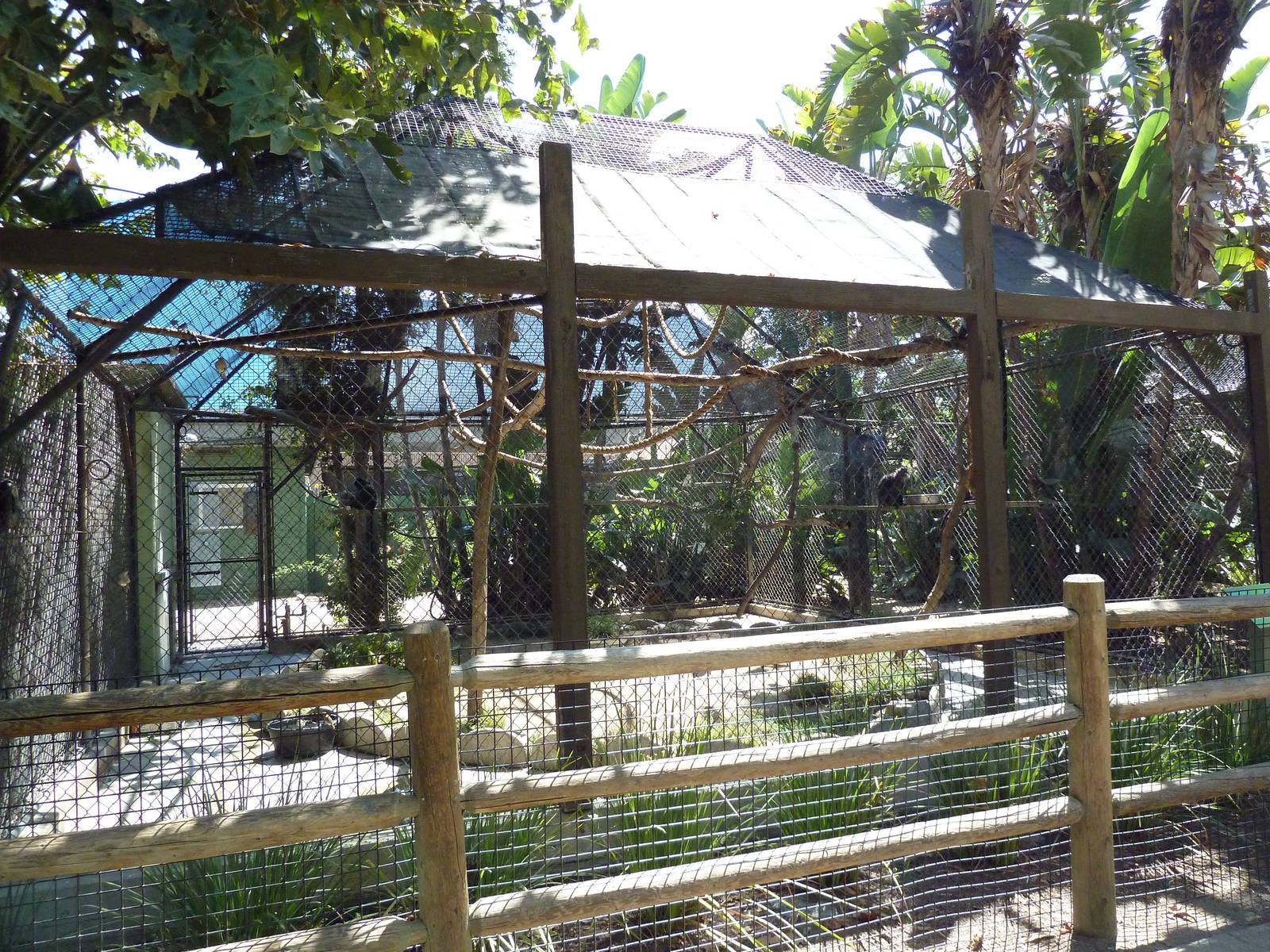 Silver Langur Exhibit