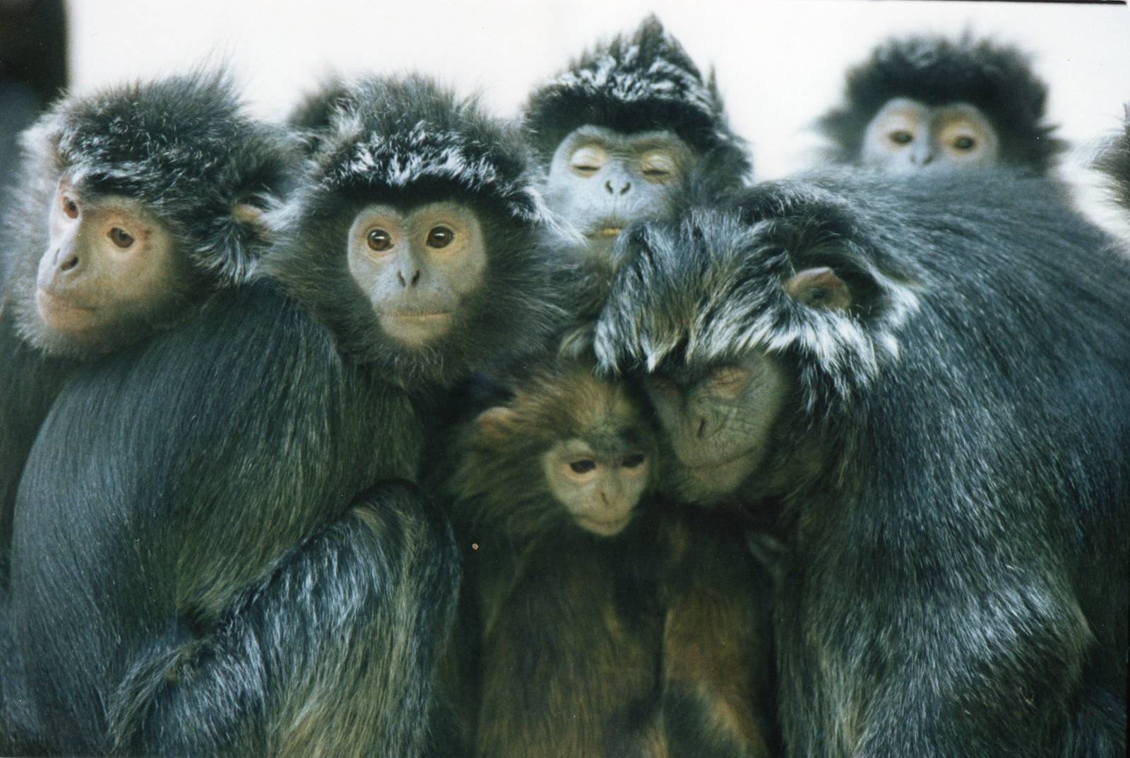 Silver leaf group, 1990's