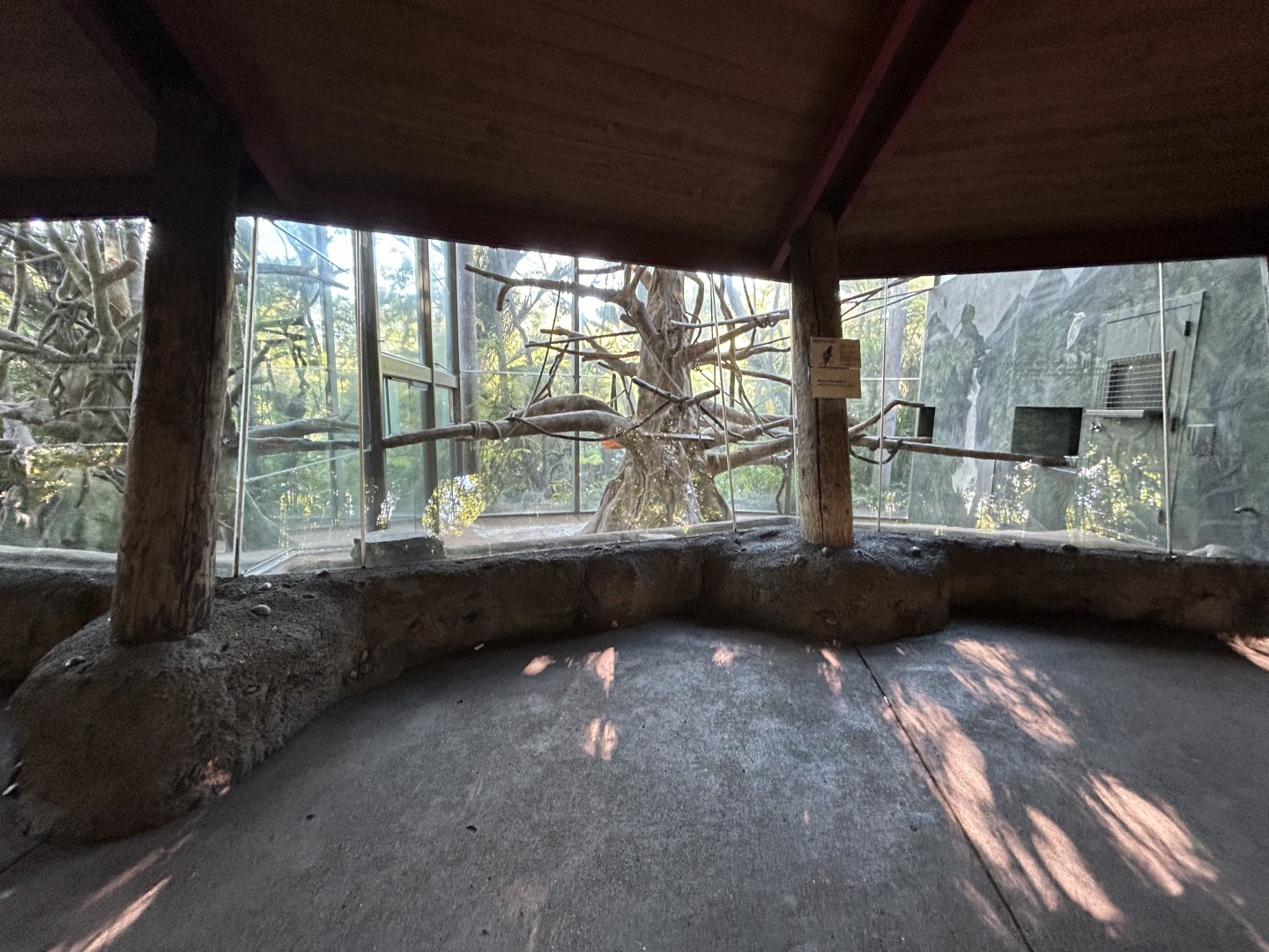 Silver Leaf Langur Exhibit - Absolutely Apes