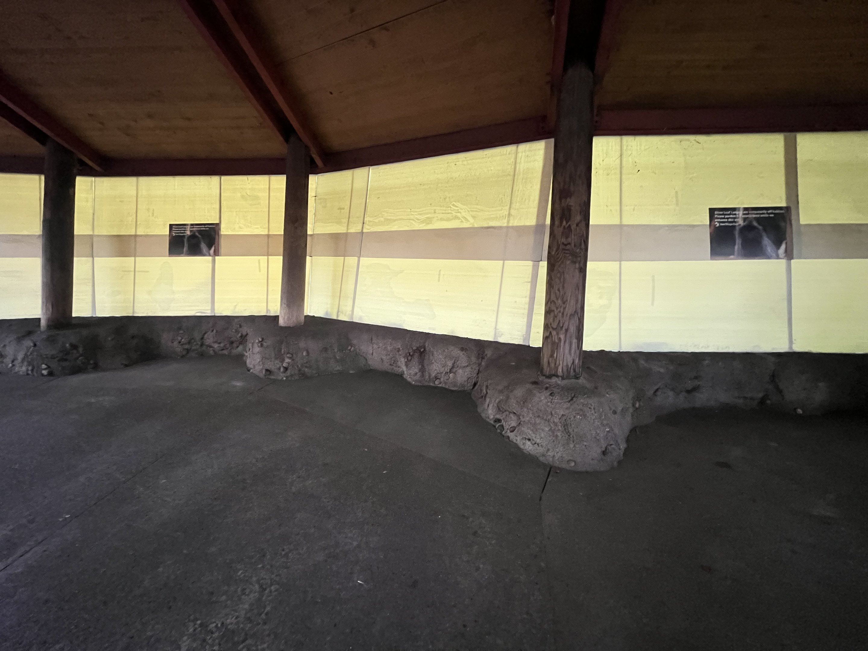 Silver Leaf Langur Exhibit - temporarily closed