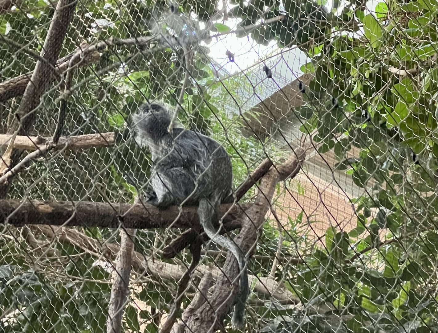Silver Leaf Langur